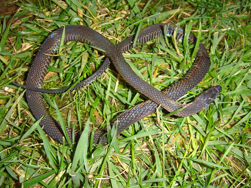 ü Achalinusmeiguensis